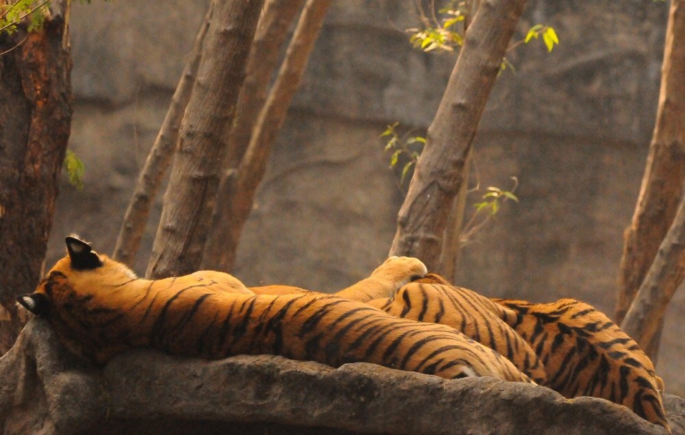 Photograph by SUMANT TRINAGARE