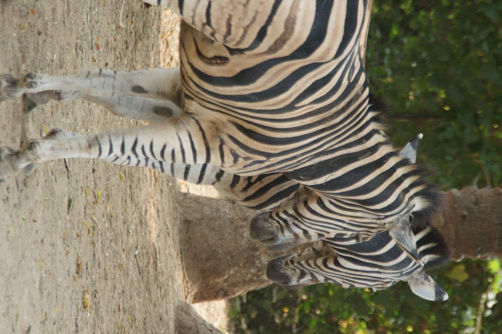 Photograph by Asad Irshad