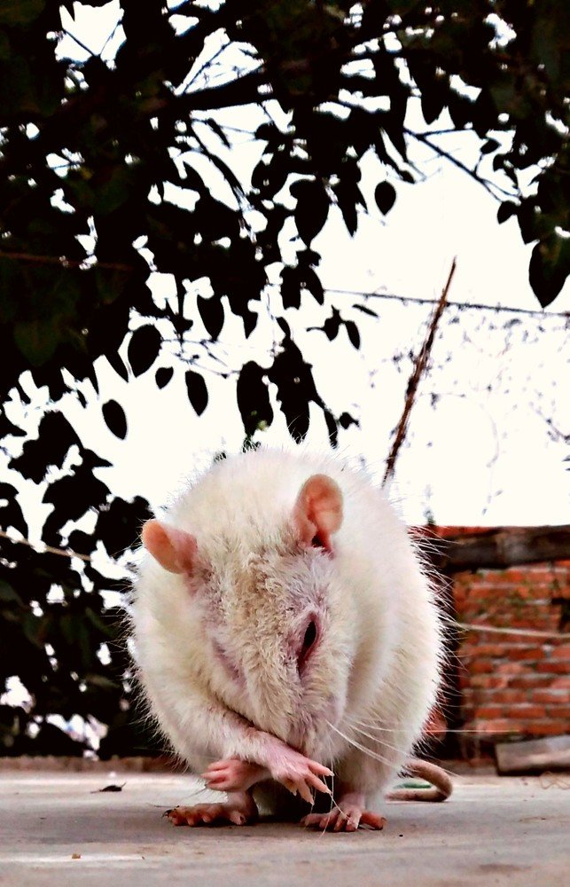 White rat