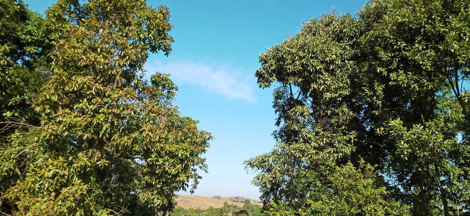 Trees and Nature