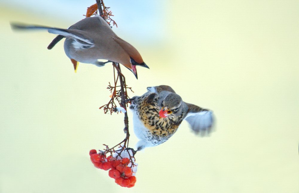 Свиристель выгоняет рябинника с рябины