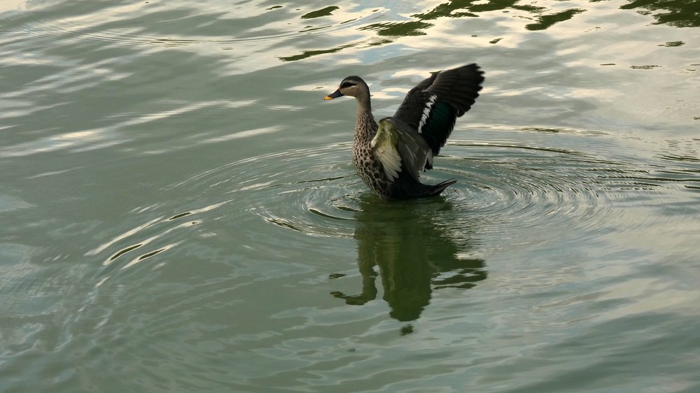 Photo #4155013