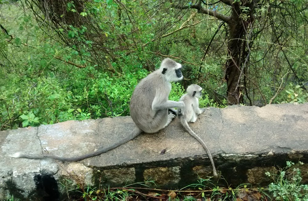 Photograph by Syed Ali Jumaana