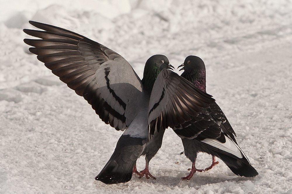 Photograph by Белова Лариса