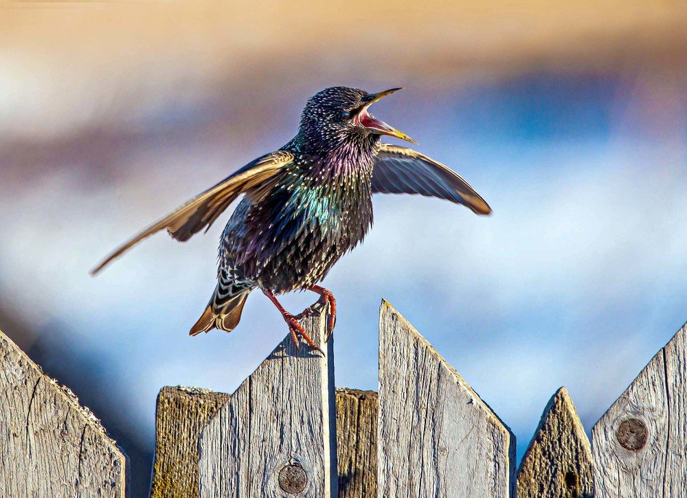 Глашатай весны.