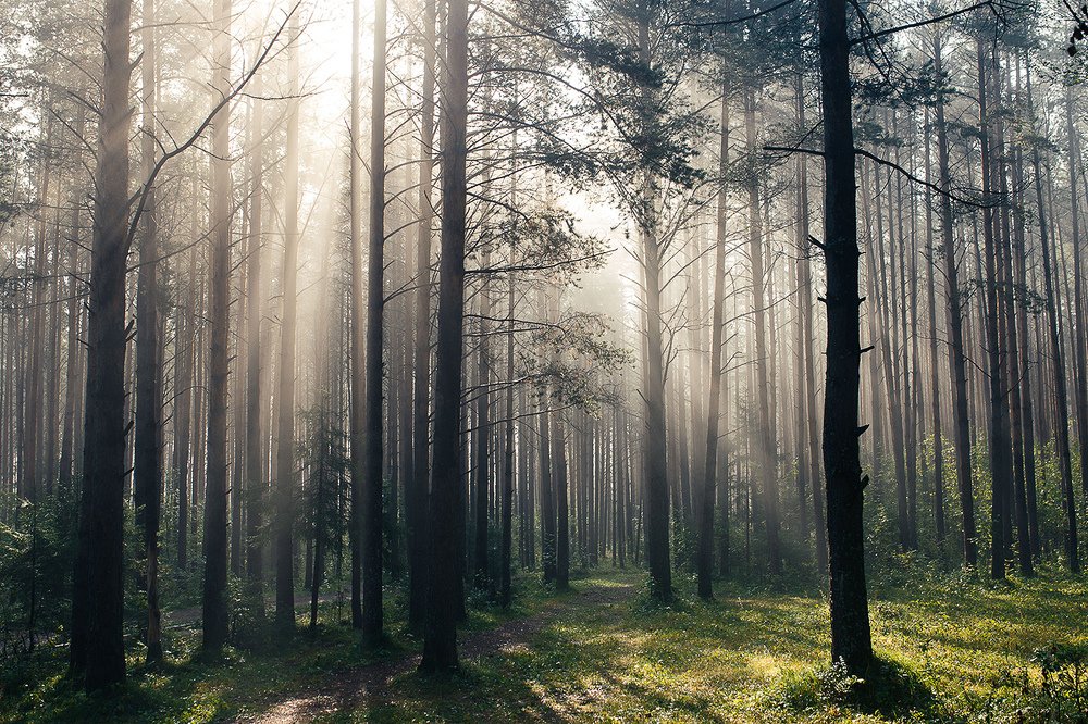 Утро в лесу