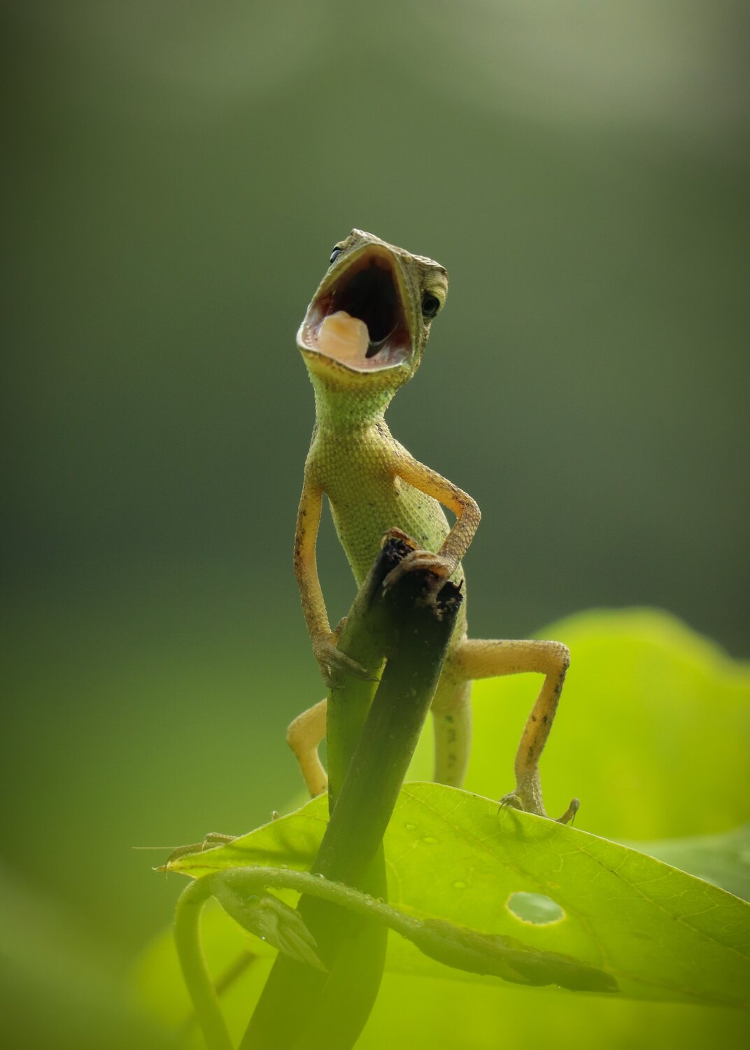 Crazy Lizard