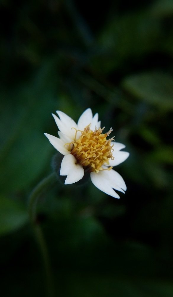 Macro beauty