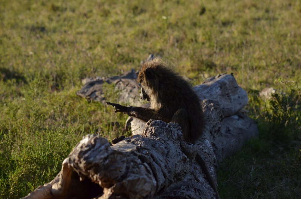 Photograph by Murad Rajabali Habib