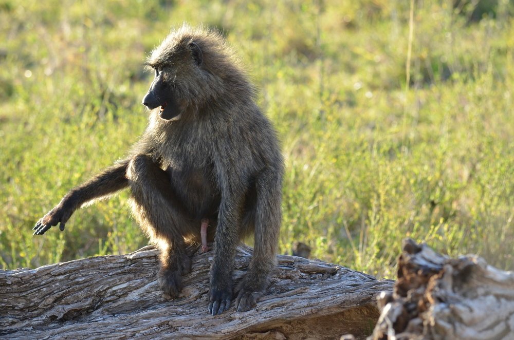 Photograph by Murad Rajabali Habib
