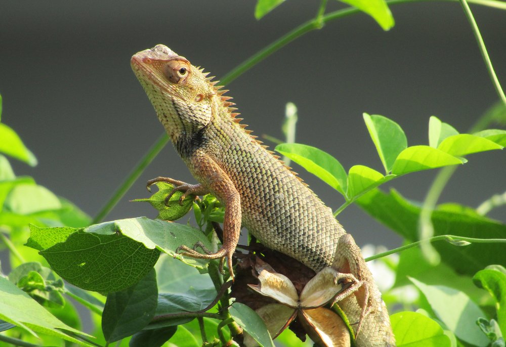 Photograph by Anurudha Biswas