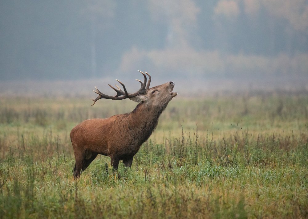 Photograph by Владимир Пакалевич