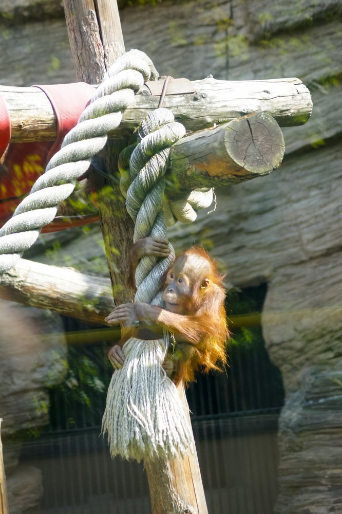 В московском зоопарке