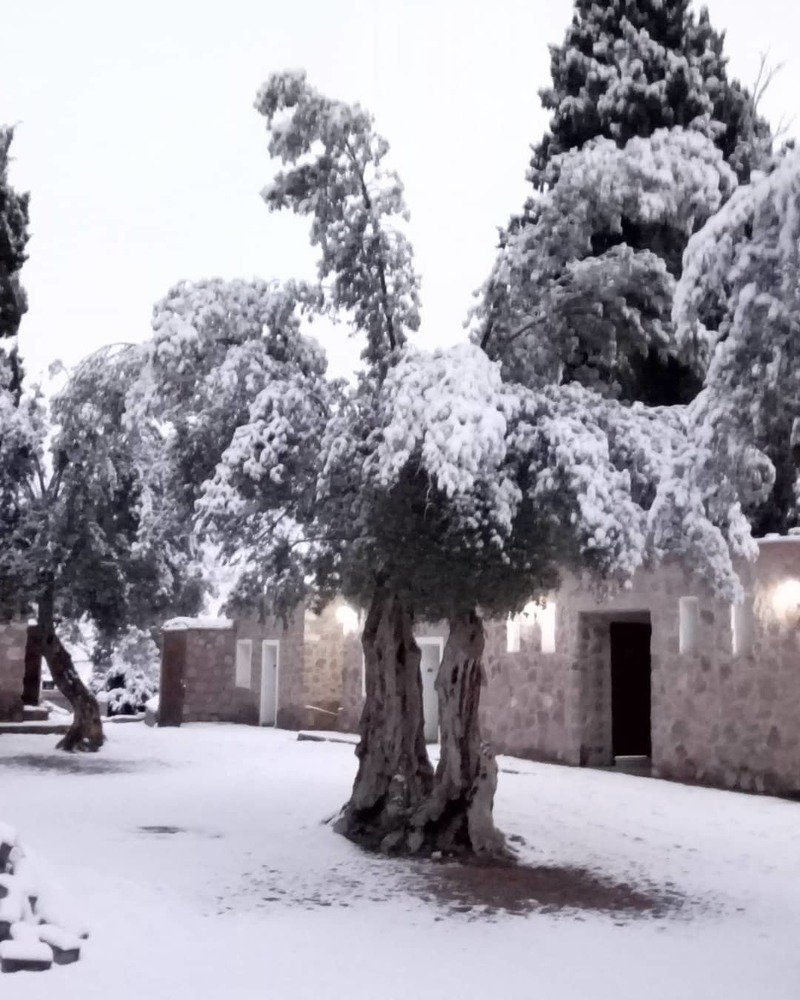 Olive trees and snow in St. Catherine