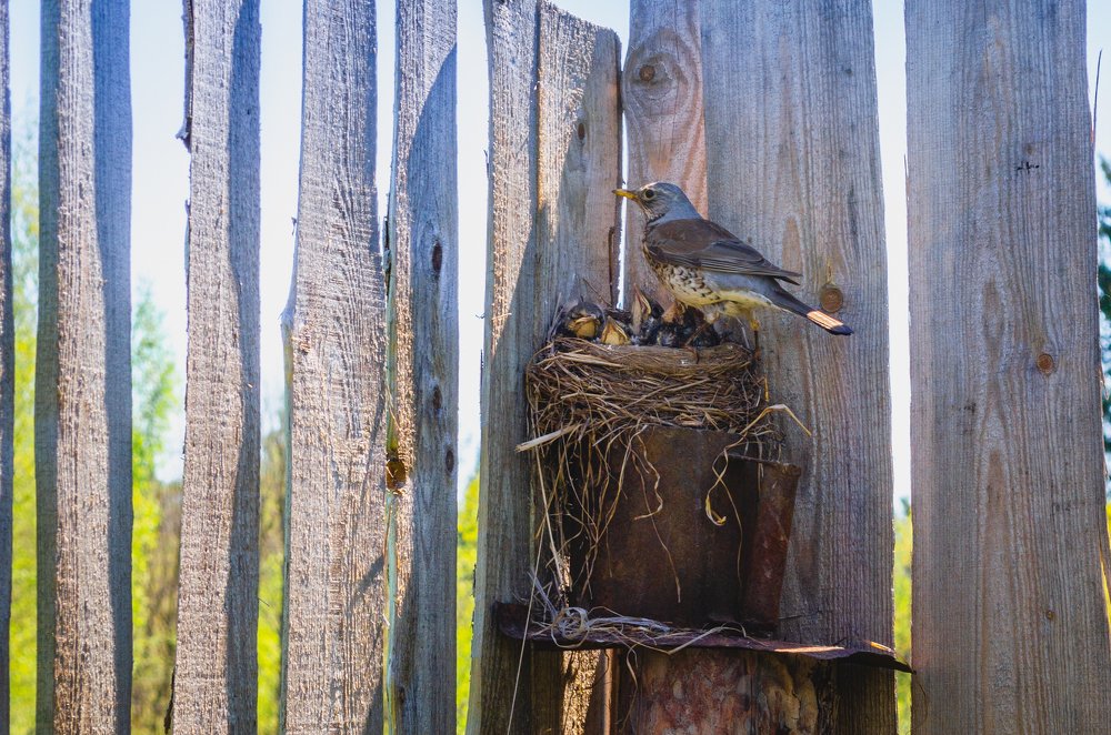 Photograph by Михаил Киселев