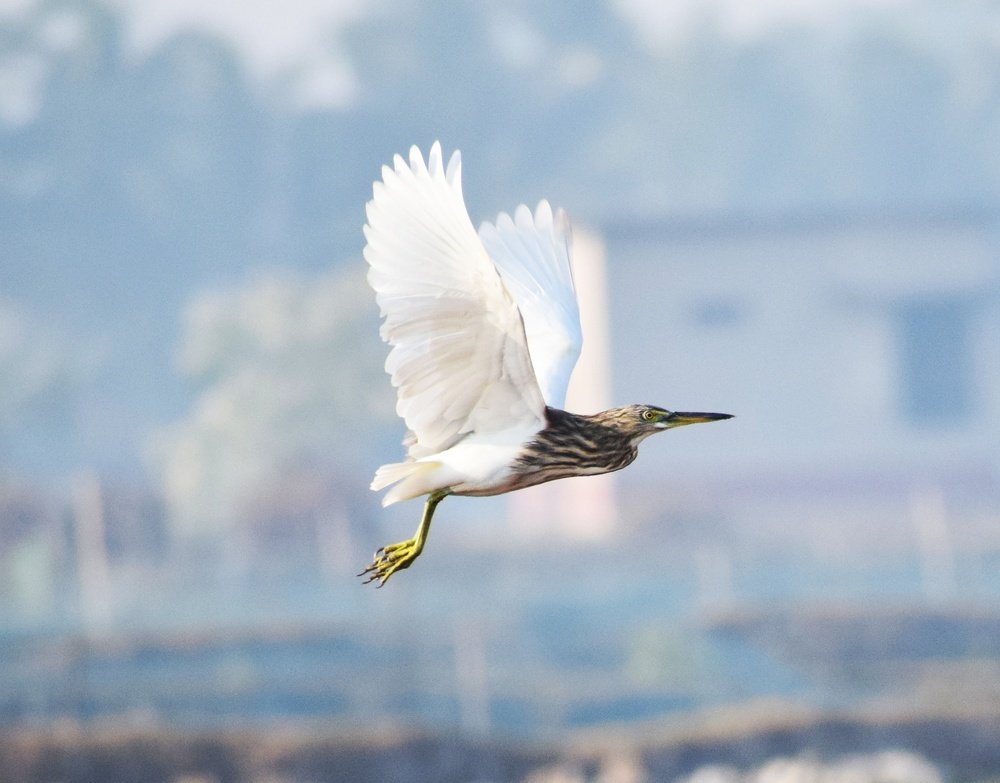 Photograph by Anurudha Biswas