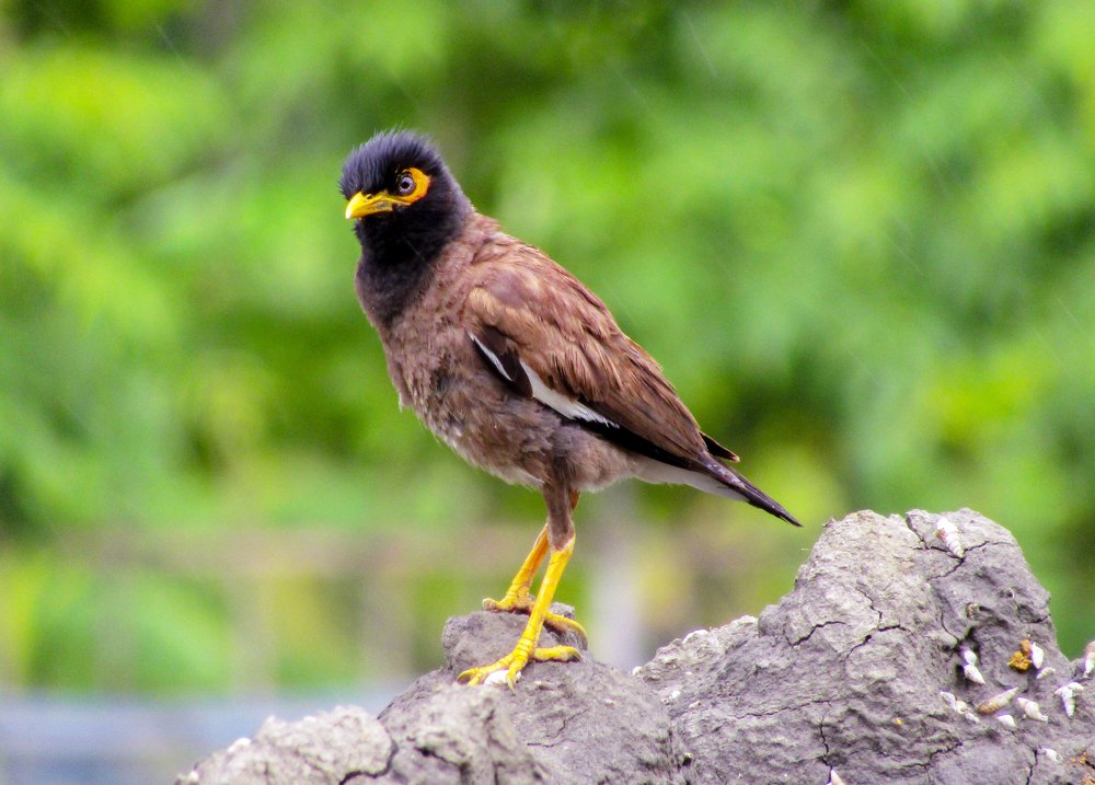 Photograph by Anurudha Biswas