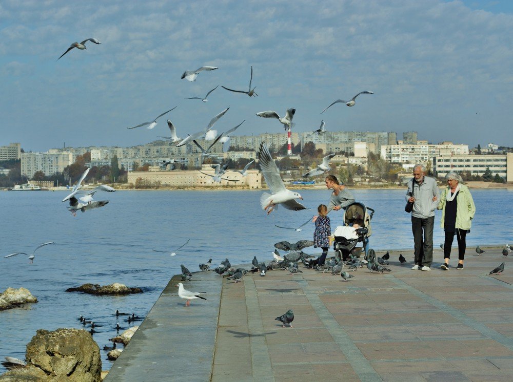 Кормление чаек на набережной Севастополя