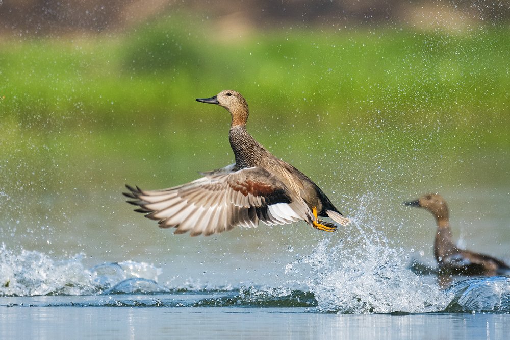 Photograph by Arghyadip Sen
