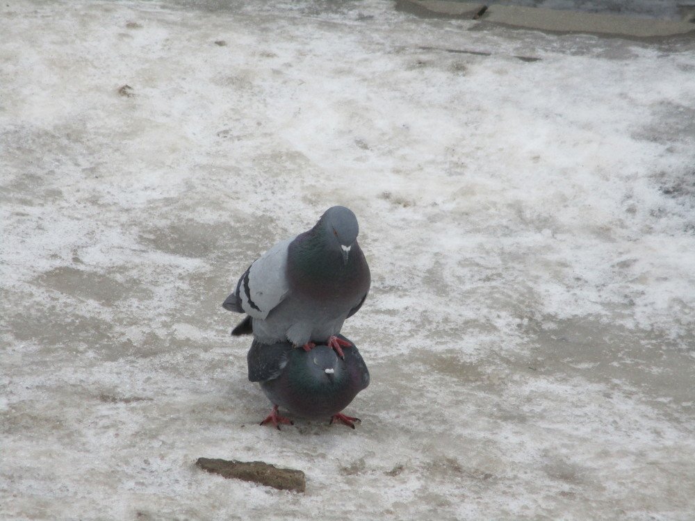 Веский повод к серьёзным отношениям