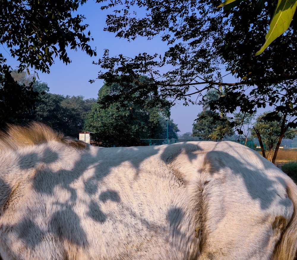 Photograph by MONOJIT MONDAL