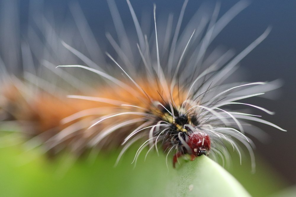 Hairy Caterpillar