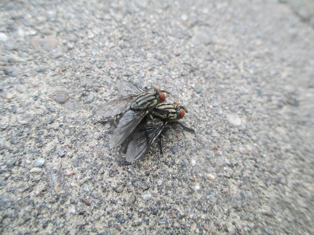 Жизнь продолжается