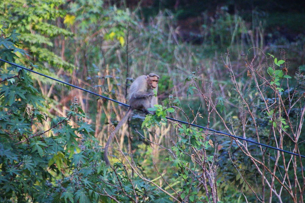 Photograph by Harisankar B