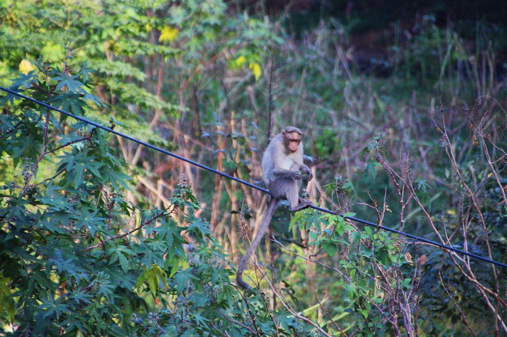 Photograph by Harisankar B