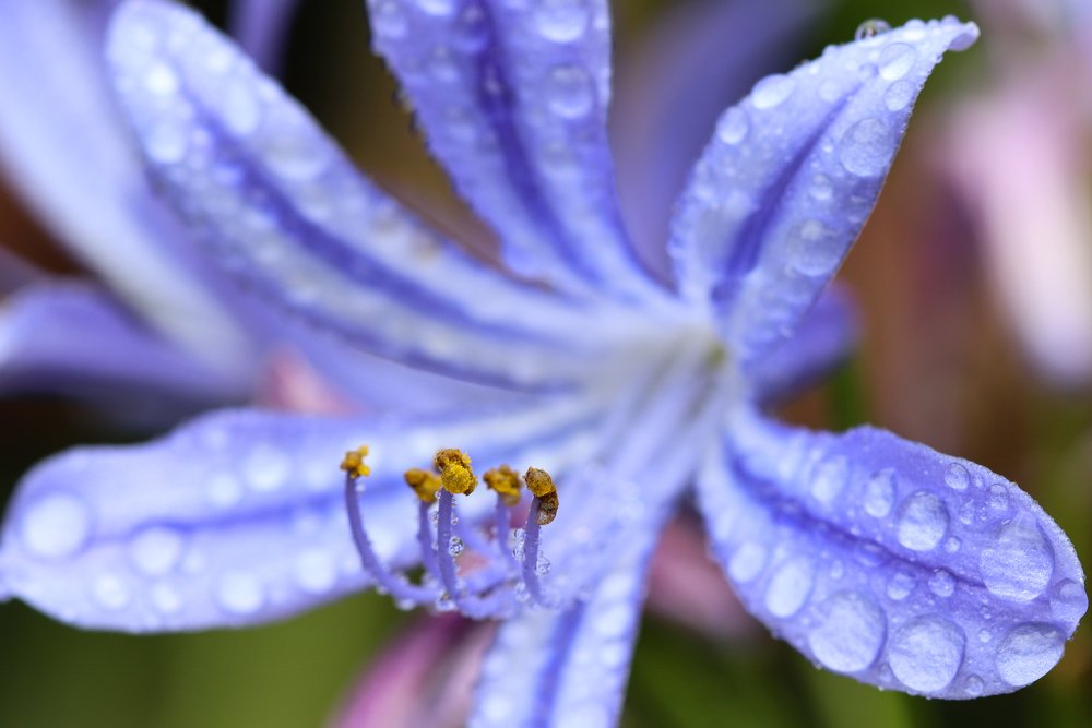 Photograph by Pieter van der Westhuizen