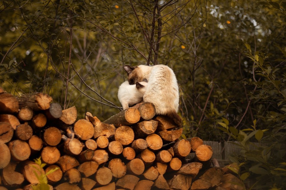 Фотография автора Елена Баклач