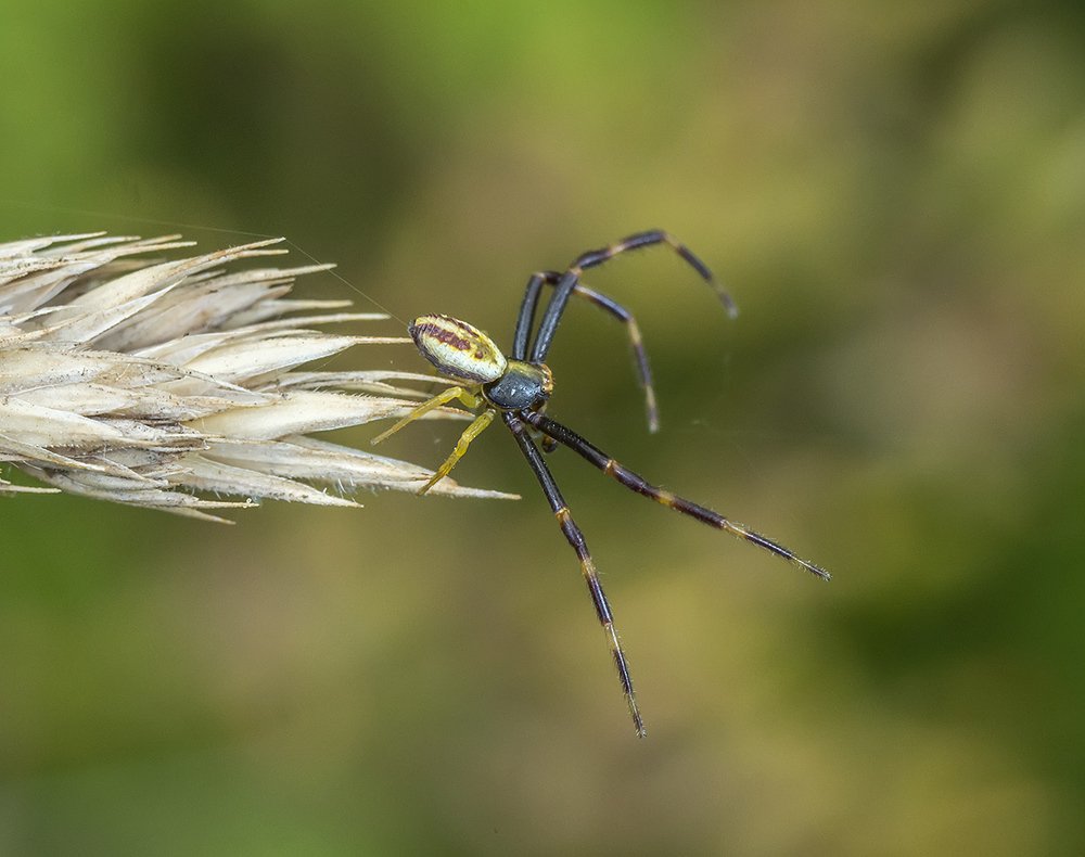 Ловец ветра.