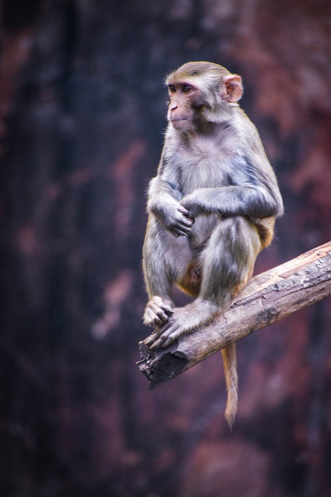 Indian monkey