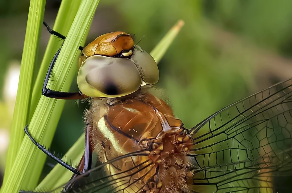 Photograph by Сергей Прокофьев