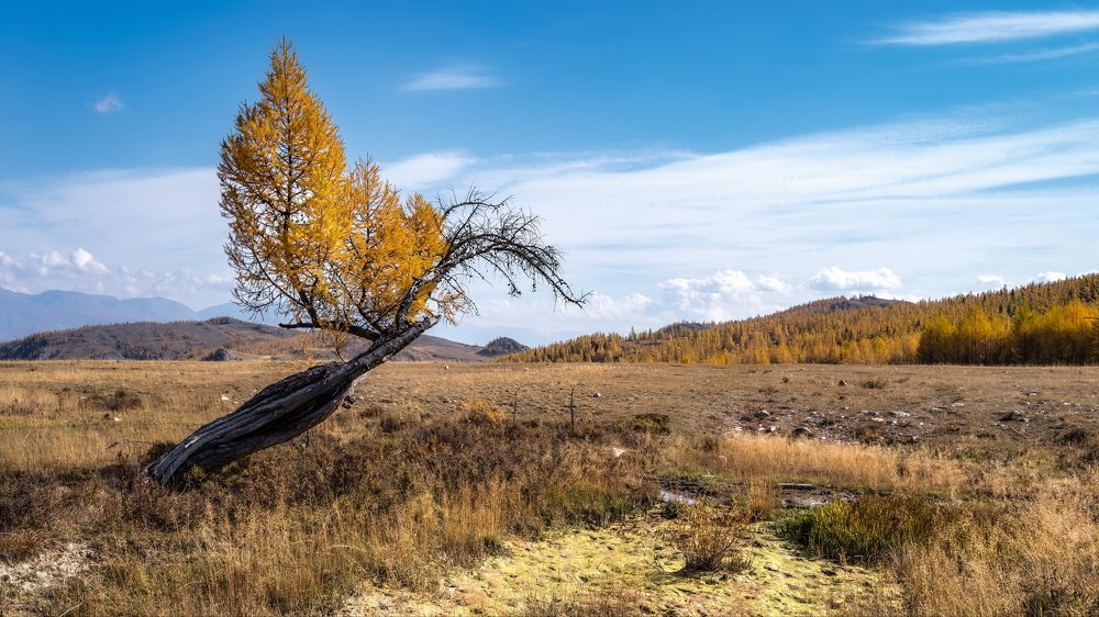 Сила Жизни. Птица Феникс.