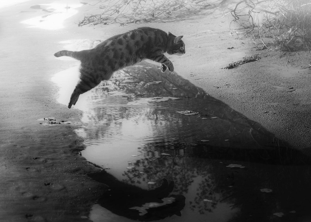 Ягуар местного разлива