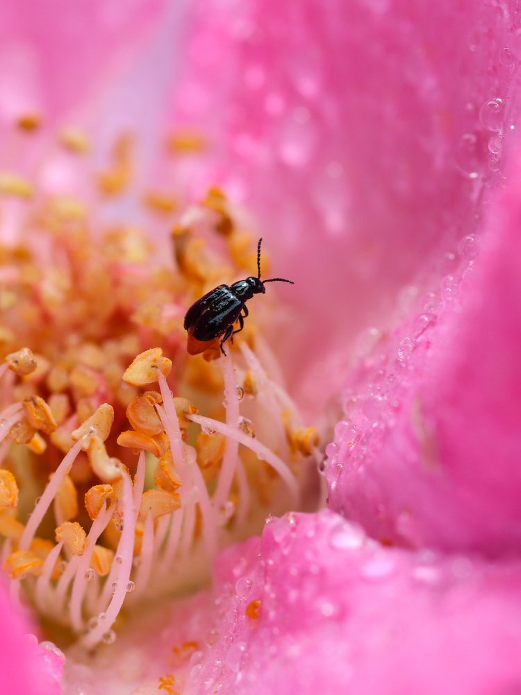 Photograph by Pieter van der Westhuizen