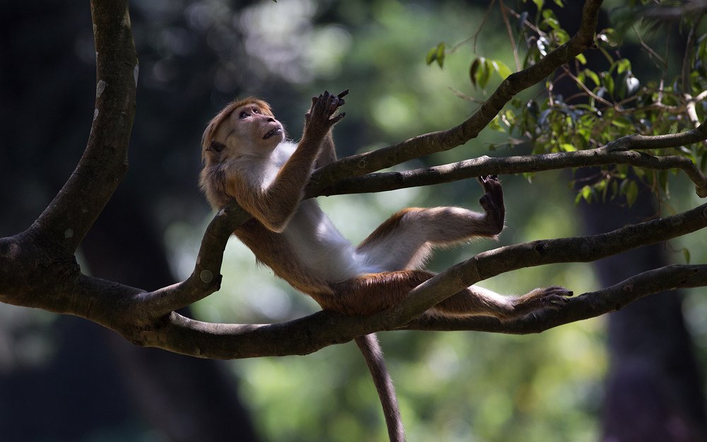 Фотография автора Budimir Jevtic