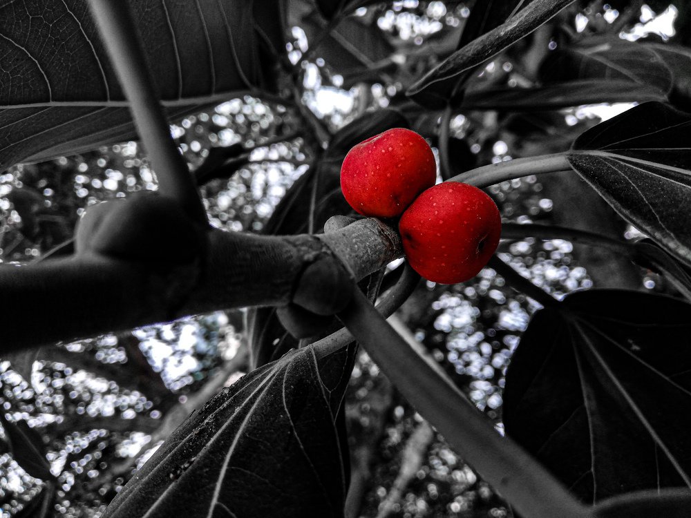 Photograph by Mukul Karn