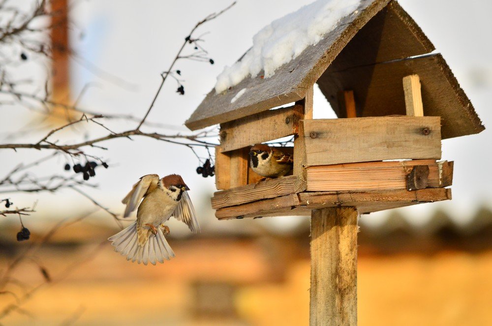 Photograph by Сергей Торхов