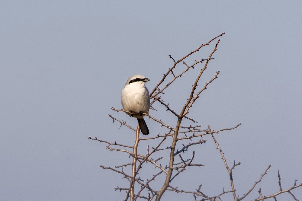Сорокопуд серый на охоте