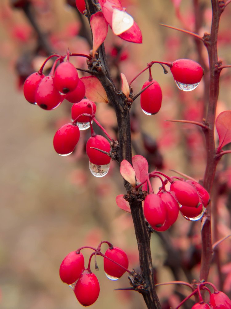 Осенняя грусть