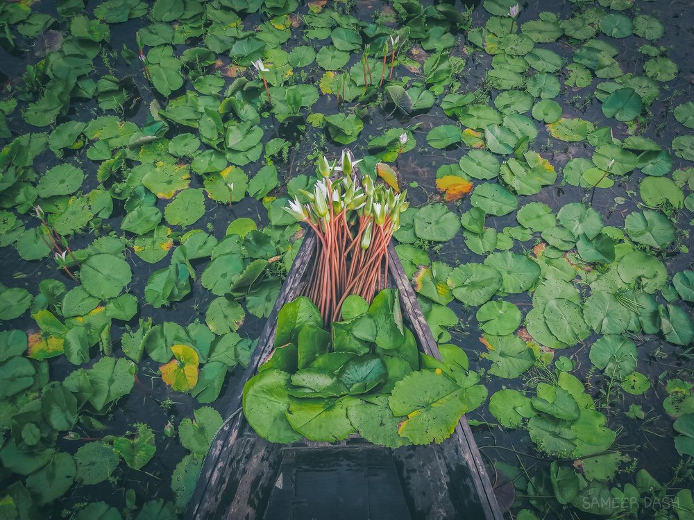 Water Lily  and boat