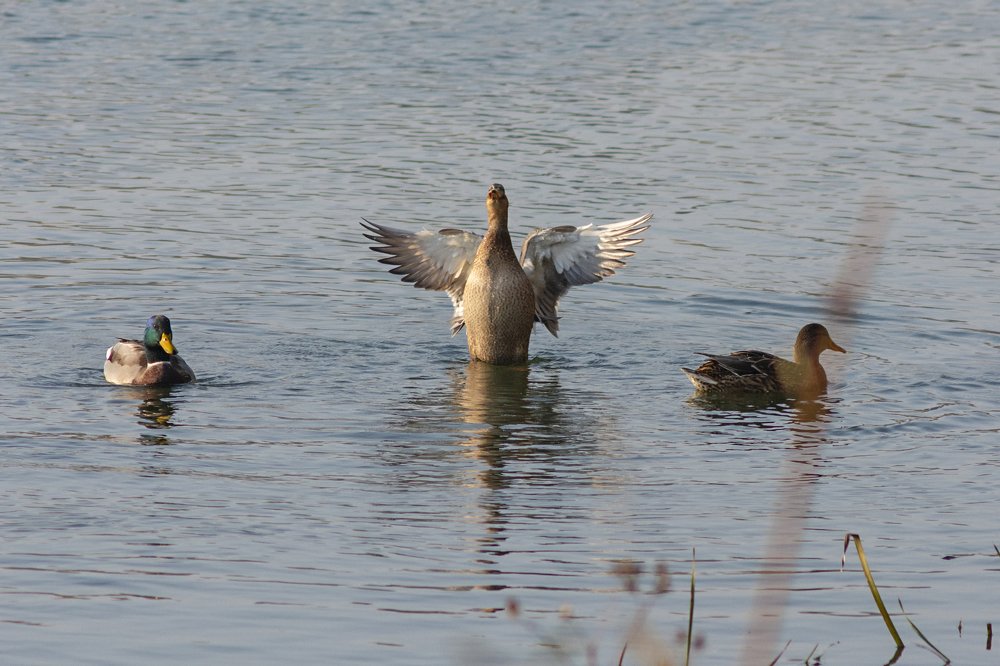 Photograph by Микола Мороз