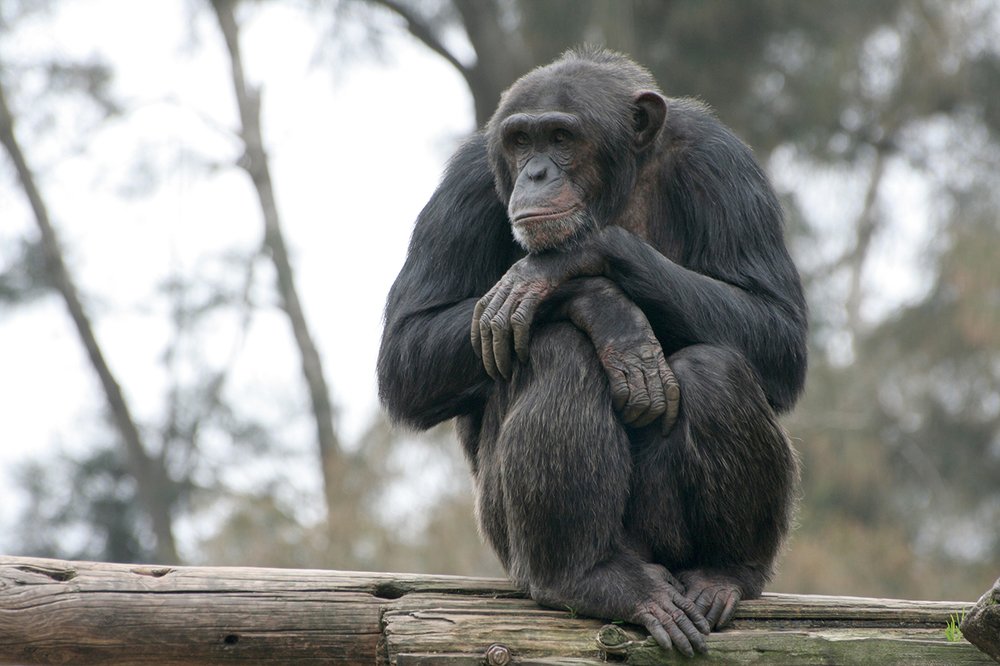 Фотография автора Nikolay Tatarchuk
