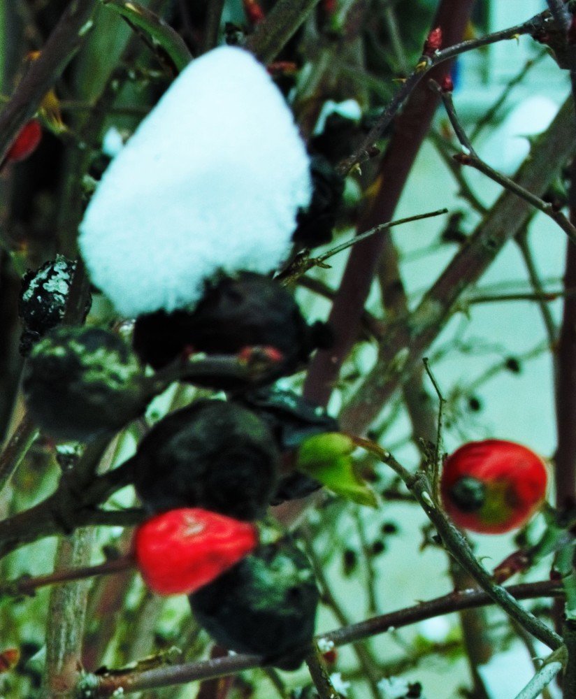 Photograph by Нелли Канивец