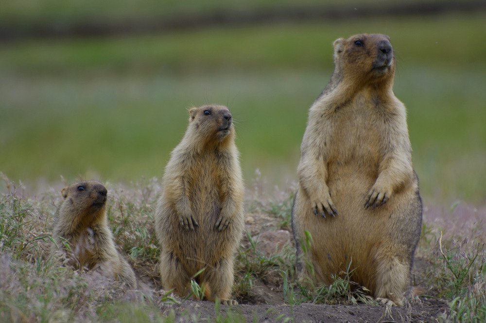 По росту становись!