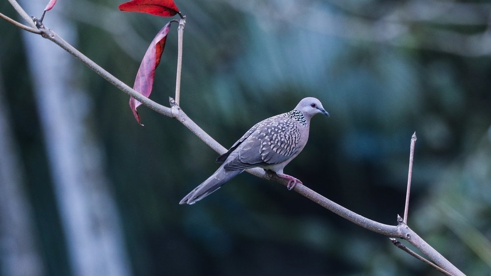 Spotted Dove
