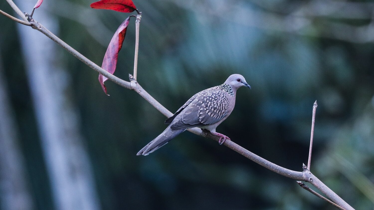 Spotted Dove
