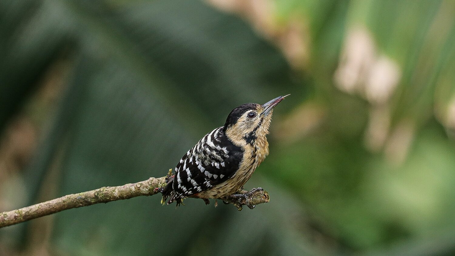Grey capped pygmy woodpecker